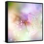 Beautiful Flowers Made with Color Filters-Timofeeva Maria-Framed Stretched Canvas