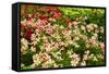 Beautiful Flowers.-Reinhold Leitner-Framed Stretched Canvas