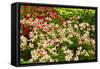 Beautiful Flowers.-Reinhold Leitner-Framed Stretched Canvas