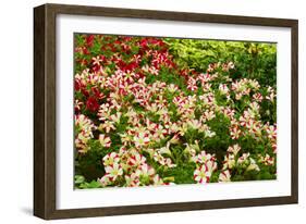 Beautiful Flowers.-Reinhold Leitner-Framed Photographic Print