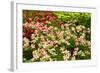 Beautiful Flowers.-Reinhold Leitner-Framed Photographic Print