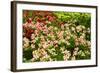 Beautiful Flowers.-Reinhold Leitner-Framed Photographic Print