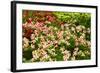 Beautiful Flowers.-Reinhold Leitner-Framed Photographic Print