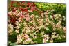 Beautiful Flowers.-Reinhold Leitner-Mounted Photographic Print