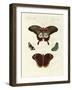 Beautiful Foreign Butterflies-null-Framed Giclee Print
