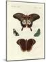 Beautiful Foreign Butterflies-null-Mounted Giclee Print