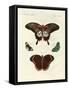 Beautiful Foreign Butterflies-null-Framed Stretched Canvas