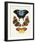 Beautiful Foreign Butterflies-null-Framed Giclee Print