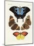 Beautiful Foreign Butterflies-null-Mounted Giclee Print