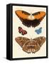 Beautiful Foreign Butterflies-null-Framed Stretched Canvas