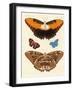 Beautiful Foreign Butterflies-null-Framed Giclee Print