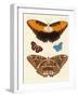 Beautiful Foreign Butterflies-null-Framed Giclee Print