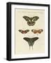 Beautiful Foreign Butterflies-null-Framed Giclee Print