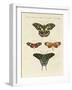 Beautiful Foreign Butterflies-null-Framed Giclee Print