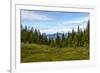 Beautiful Forest Landscape in the Kola Peninsula, Russia-Dmitry Pogodin-Framed Photographic Print