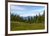 Beautiful Forest Landscape in the Kola Peninsula, Russia-Dmitry Pogodin-Framed Photographic Print