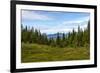 Beautiful Forest Landscape in the Kola Peninsula, Russia-Dmitry Pogodin-Framed Photographic Print