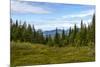 Beautiful Forest Landscape in the Kola Peninsula, Russia-Dmitry Pogodin-Mounted Photographic Print