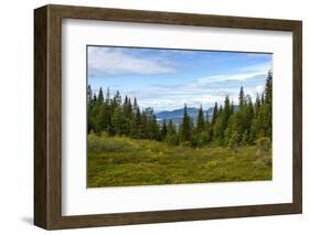 Beautiful Forest Landscape in the Kola Peninsula, Russia-Dmitry Pogodin-Framed Photographic Print