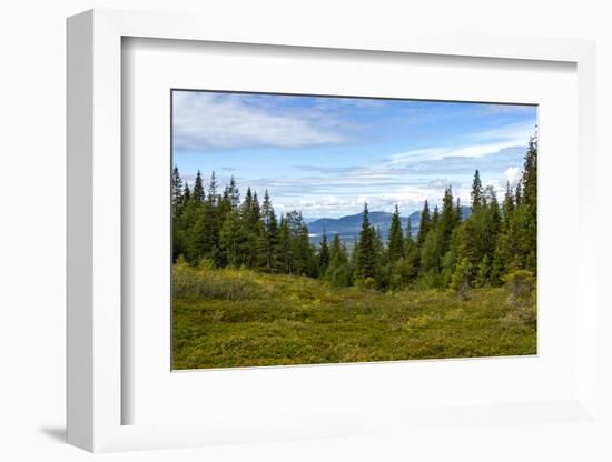 Beautiful Forest Landscape in the Kola Peninsula, Russia-Dmitry Pogodin-Framed Photographic Print