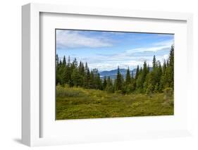 Beautiful Forest Landscape in the Kola Peninsula, Russia-Dmitry Pogodin-Framed Photographic Print