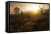 Beautiful Forest Landscape Of Foggy Sunrise In Forest With Red Deer Stag-Veneratio-Framed Stretched Canvas