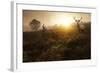 Beautiful Forest Landscape Of Foggy Sunrise In Forest With Red Deer Stag-Veneratio-Framed Art Print