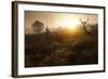 Beautiful Forest Landscape Of Foggy Sunrise In Forest With Red Deer Stag-Veneratio-Framed Art Print