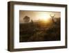 Beautiful Forest Landscape of Foggy Sunrise in Forest with Red Deer Stag-Matt Gibson-Framed Premium Photographic Print