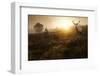 Beautiful Forest Landscape of Foggy Sunrise in Forest with Red Deer Stag-Matt Gibson-Framed Premium Photographic Print