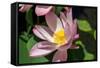 Beautiful Fragrant Pink Water Lily-JuNiArt-Framed Stretched Canvas