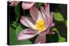 Beautiful Fragrant Pink Water Lily-JuNiArt-Stretched Canvas