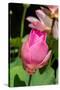 Beautiful Fragrant Pink Water Lily-JuNiArt-Stretched Canvas