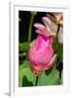 Beautiful Fragrant Pink Water Lily-JuNiArt-Framed Photographic Print