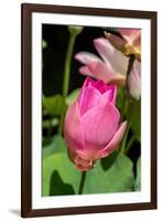 Beautiful Fragrant Pink Water Lily-JuNiArt-Framed Photographic Print
