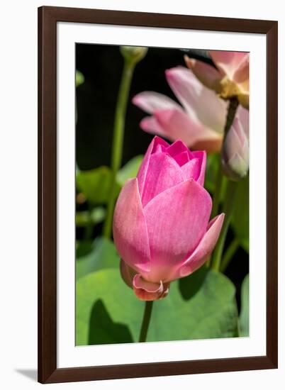 Beautiful Fragrant Pink Water Lily-JuNiArt-Framed Photographic Print