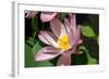 Beautiful Fragrant Pink Water Lily-JuNiArt-Framed Photographic Print