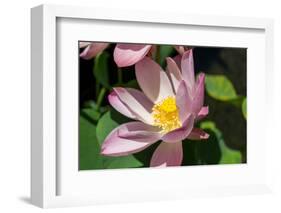 Beautiful Fragrant Pink Water Lily-JuNiArt-Framed Photographic Print