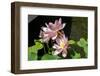 Beautiful Fragrant Pink Water Lily-JuNiArt-Framed Photographic Print