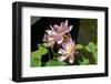 Beautiful Fragrant Pink Water Lily-JuNiArt-Framed Photographic Print