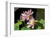 Beautiful Fragrant Pink Water Lily-JuNiArt-Framed Photographic Print