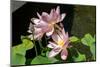 Beautiful Fragrant Pink Water Lily-JuNiArt-Mounted Photographic Print