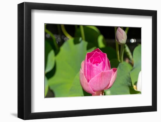 Beautiful Fragrant Pink Water Lily-JuNiArt-Framed Photographic Print