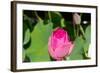 Beautiful Fragrant Pink Water Lily-JuNiArt-Framed Photographic Print