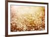 Beautiful Fresh Chamomile Meadow in Warm Sunset Light-Anna Omelchenko-Framed Photographic Print