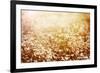 Beautiful Fresh Chamomile Meadow in Warm Sunset Light-Anna Omelchenko-Framed Photographic Print