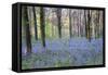 Beautiful Fresh Spring Bluebell Woods-Veneratio-Framed Stretched Canvas