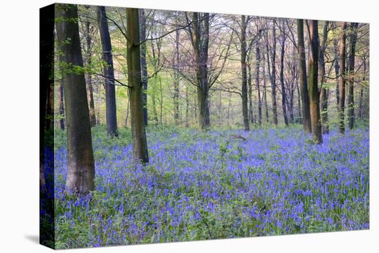 Beautiful Fresh Spring Bluebell Woods-Veneratio-Stretched Canvas