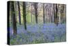 Beautiful Fresh Spring Bluebell Woods-Veneratio-Stretched Canvas