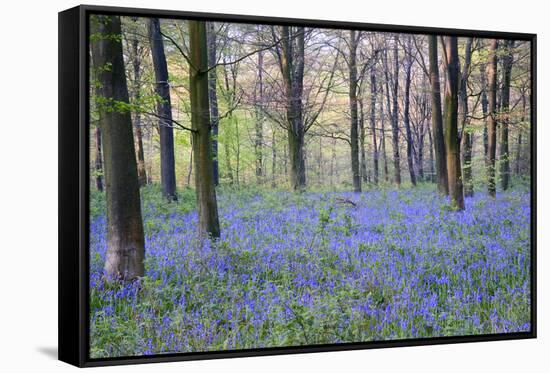 Beautiful Fresh Spring Bluebell Woods-Veneratio-Framed Stretched Canvas